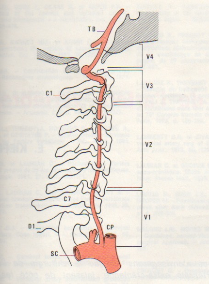 Anatomia delle arterie vertebrali